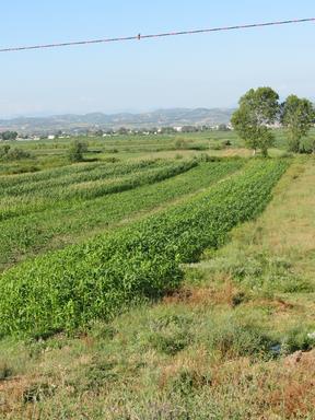 Cliquez pour agrandir l'image