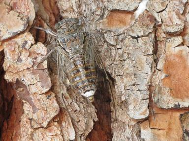 Cliquez pour agrandir l'image