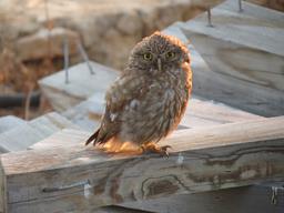 Cliquez pour agrandir l'image