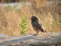 Cliquez pour agrandir l'image