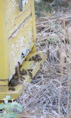 Cliquez pour agrandir l'image