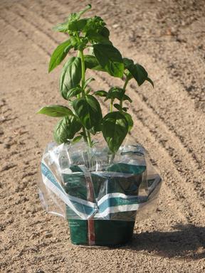 Cliquez pour agrandir l'image