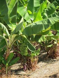 Cliquez pour agrandir l'image