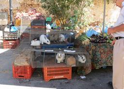 Cliquez pour agrandir l'image