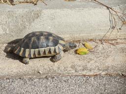 Cliquez pour agrandir l'image