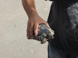 Cliquez pour agrandir l'image