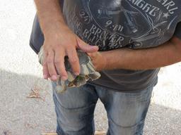 Cliquez pour agrandir l'image