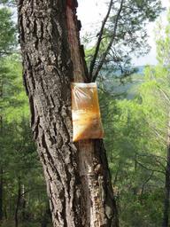 Cliquez pour agrandir l'image