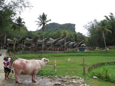 Cliquez pour agrandir l'image