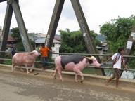 Cliquez pour agrandir l'image