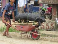 Cliquez pour agrandir l'image