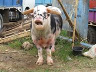 Cliquez pour agrandir l'image