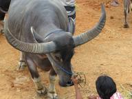 Cliquez pour agrandir l'image