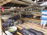 Cliquez pour agrandir l'image