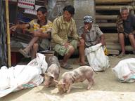 Cliquez pour agrandir l'image