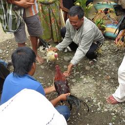 Cliquez pour agrandir l'image