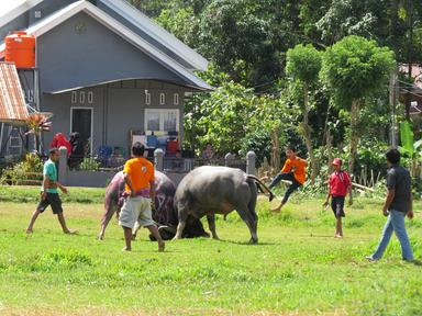 Cliquez pour agrandir l'image