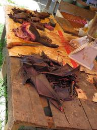 Cliquez pour agrandir l'image