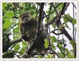 Cliquez pour agrandir l'image Cliquez pour agrandir l'image