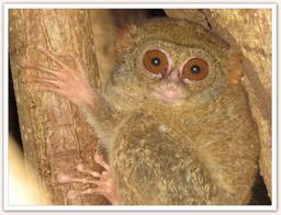 Cliquez pour agrandir l'image Cliquez pour agrandir l'image