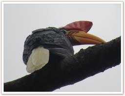 Cliquez pour agrandir l'image Cliquez pour agrandir l'image