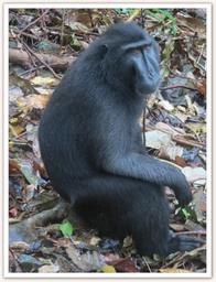 Cliquez pour agrandir l'image Cliquez pour agrandir l'image