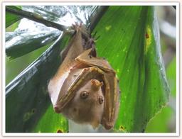 Cliquez pour agrandir l'image Cliquez pour agrandir l'image