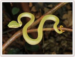 Cliquez pour agrandir l'image Cliquez pour agrandir l'image