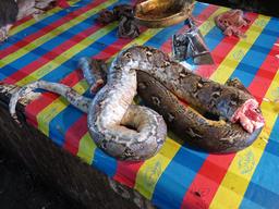 Cliquez pour agrandir l'image Cliquez pour agrandir l'image