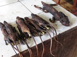 Cliquez pour agrandir l'image Cliquez pour agrandir l'image