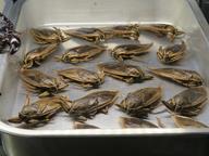 Cliquez pour agrandir l'image