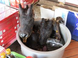 Cliquez pour agrandir l'image