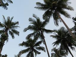 Cliquez pour agrandir l'image