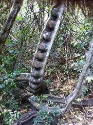 Cliquez pour agrandir l'image