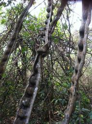 Cliquez pour agrandir l'image