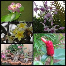 Cliquez pour agrandir l'image