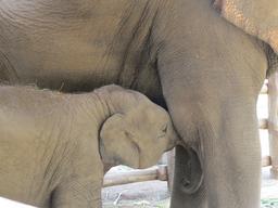 Cliquez pour agrandir l'image