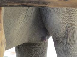 Cliquez pour agrandir l'image