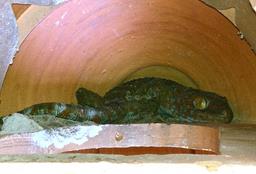 Cliquez pour agrandir l'image Cliquez pour agrandir l'image