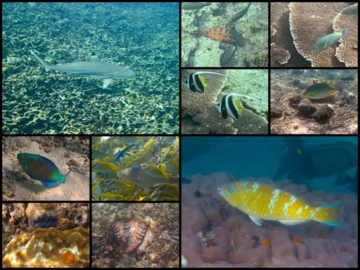 Cliquez pour agrandir l'image