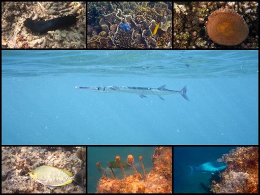 Cliquez pour agrandir l'image