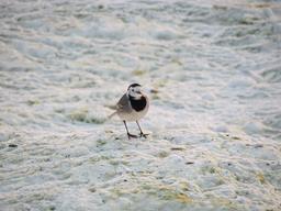 Cliquez pour agrandir l'image